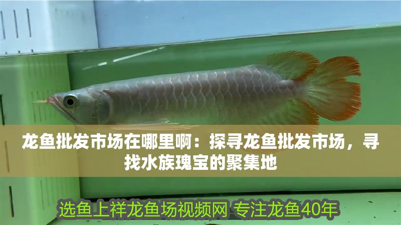 龍魚批發市場在哪里?。禾綄堲~批發市場，尋找水族瑰寶的聚集地