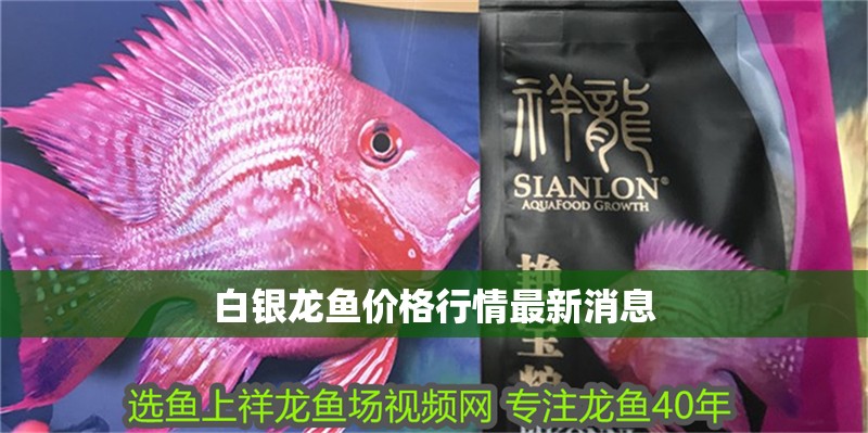 白銀龍魚價格行情最新消息 白銀龍魚價格行情最新消息 龍魚百科