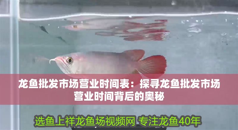 龍魚批發(fā)市場營業(yè)時(shí)間表：探尋龍魚批發(fā)市場營業(yè)時(shí)間背后的奧秘