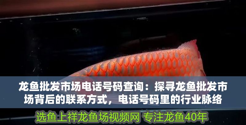 龍魚批發(fā)市場電話號碼查詢：探尋龍魚批發(fā)市場背后的聯(lián)系方式，電話號碼里的行業(yè)脈絡(luò)