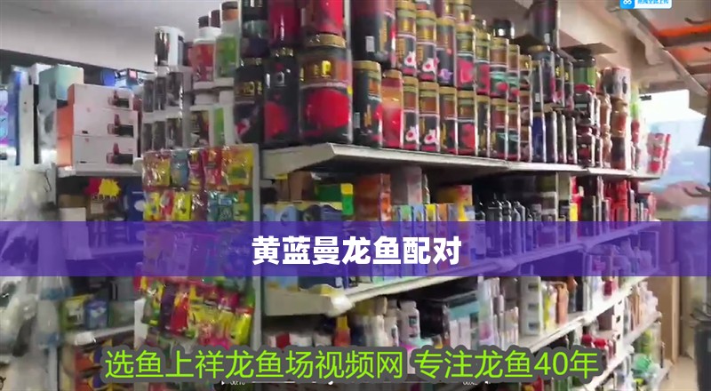 黃藍曼龍魚配對