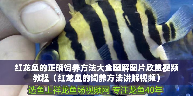 紅龍魚的正確飼養方法大全圖解圖片欣賞視頻教程（紅龍魚的飼養方法講解視頻）