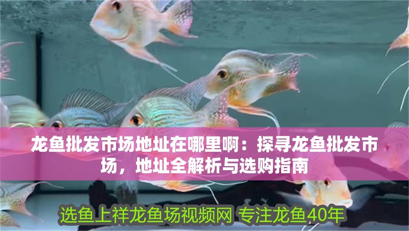 龍魚批發市場地址在哪里啊：探尋龍魚批發市場，地址全解析與選購指南