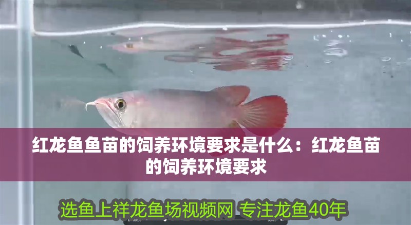 紅龍魚魚苗的飼養環境要求是什么：紅龍魚苗的飼養環境要求