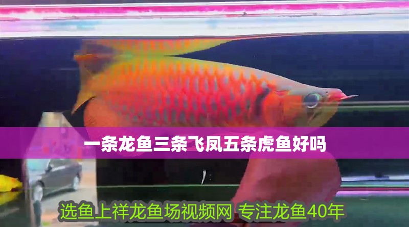 一條龍魚三條飛鳳五條虎魚好嗎