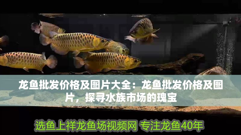 龍魚批發價格及圖片大全：龍魚批發價格及圖片，探尋水族市場的瑰寶