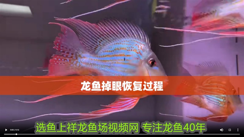 龍魚掉眼恢復過程