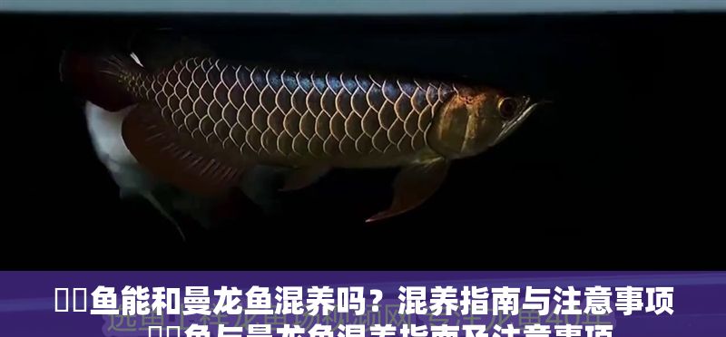 鳑鲏魚能和曼龍魚混養(yǎng)嗎？混養(yǎng)指南與注意事項，鳑鲏魚與曼龍魚混養(yǎng)指南及注意事項