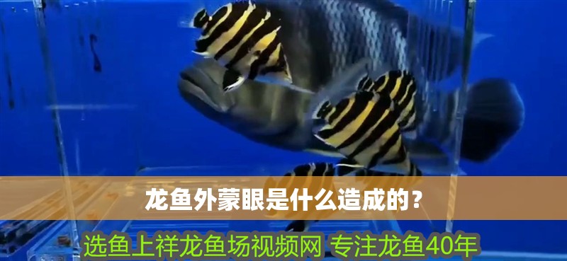 龍魚外蒙眼是什么造成的？