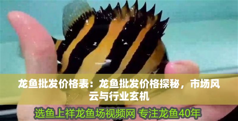 龍魚批發(fā)價格表：龍魚批發(fā)價格探秘，市場風云與行業(yè)玄機