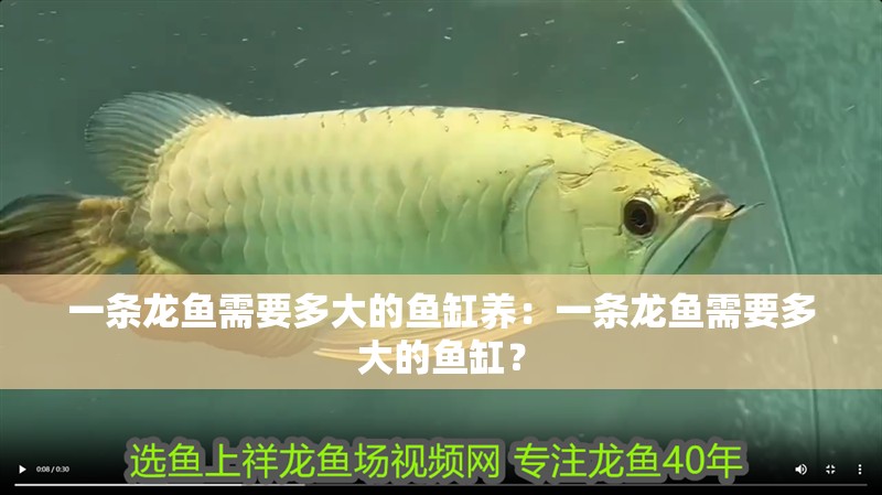 一條龍魚需要多大的魚缸養：一條龍魚需要多大的魚缸？