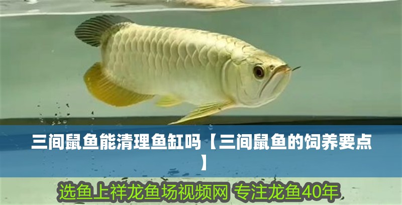 三間鼠魚能清理魚缸嗎【三間鼠魚的飼養(yǎng)要點(diǎn)】 三間鼠魚能清理魚缸嗎【三間鼠魚的飼養(yǎng)要點(diǎn)】 龍魚論壇