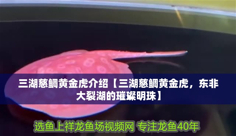 三湖慈鯛黃金虎介紹【三湖慈鯛黃金虎，東非大裂湖的璀璨明珠】