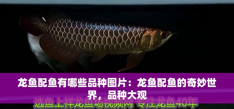 龍魚配魚有哪些品種圖片：龍魚配魚的奇妙世界，品種大觀