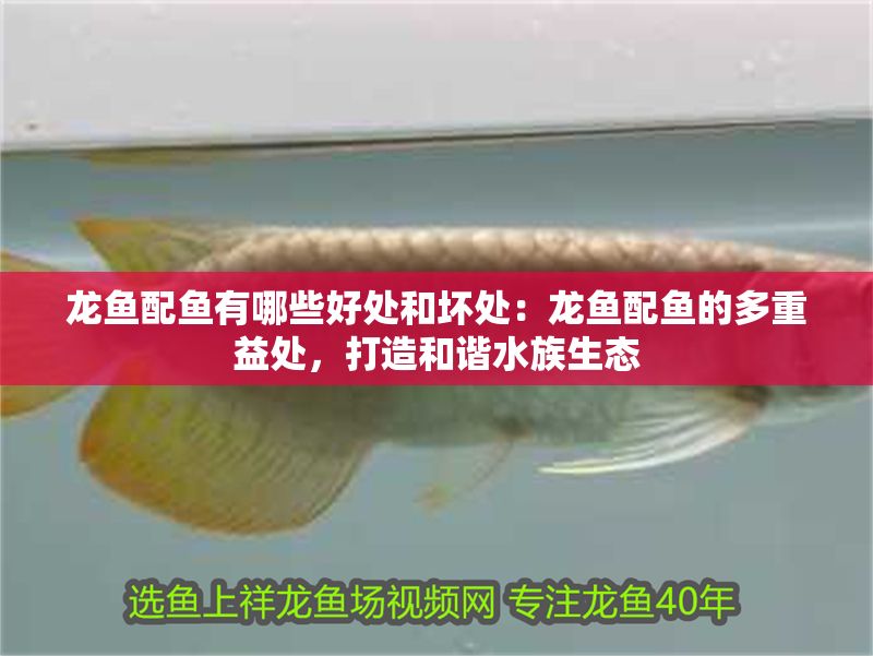 龍魚配魚有哪些好處和壞處：龍魚配魚的多重益處，打造和諧水族生態