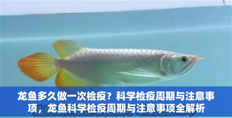 龍魚多久做一次檢疫？科學檢疫周期與注意事項，龍魚科學檢疫周期與注意事項全解析