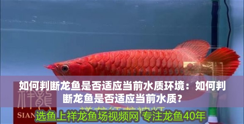 如何判斷龍魚是否適應當前水質環境：如何判斷龍魚是否適應當前水質？