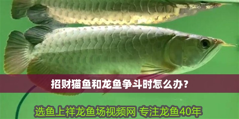 招財(cái)貓魚和龍魚爭斗時怎么辦？