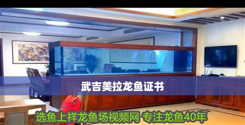 武吉美拉龍魚證書