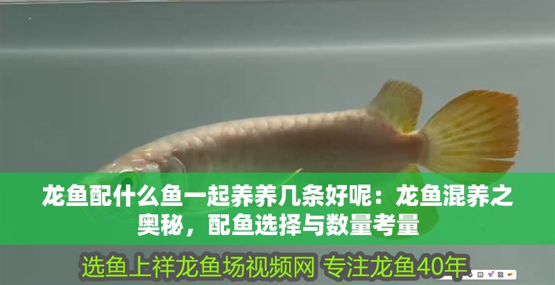龍魚配什么魚一起養養幾條好呢：龍魚混養之奧秘，配魚選擇與數量考量