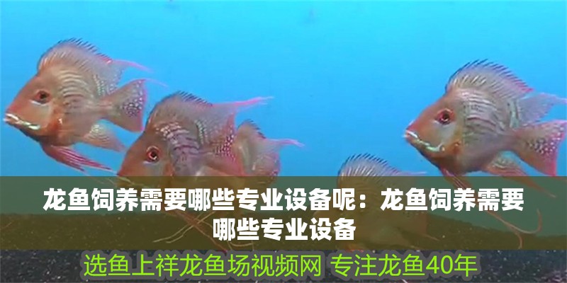 龍魚飼養需要哪些專業設備呢：龍魚飼養需要哪些專業設備