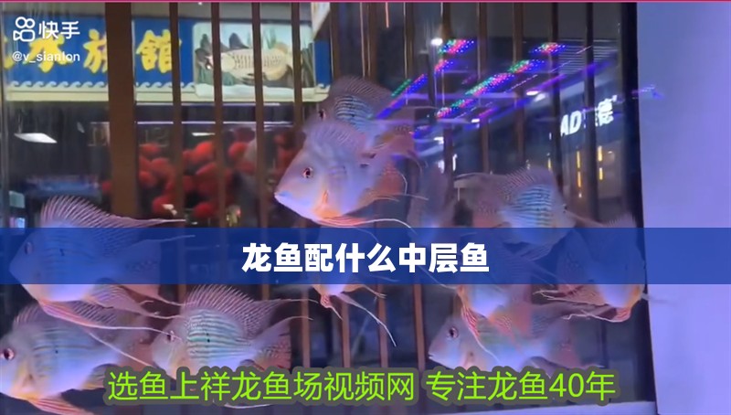 龍魚配什么中層魚