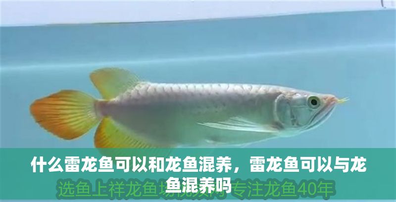 什么雷龍魚可以和龍魚混養，雷龍魚可以與龍魚混養嗎