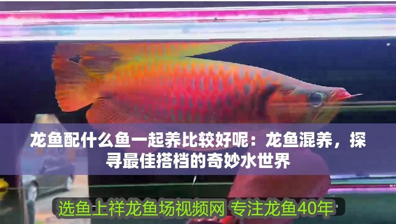 龍魚配什么魚一起養比較好呢：龍魚混養，探尋最佳搭檔的奇妙水世界