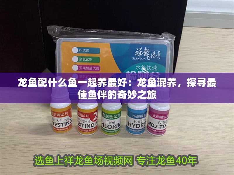 龍魚配什么魚一起養最好：龍魚混養，探尋最佳魚伴的奇妙之旅