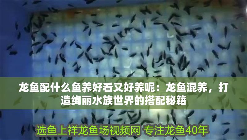 龍魚配什么魚養(yǎng)好看又好養(yǎng)呢：龍魚混養(yǎng)，打造絢麗水族世界的搭配秘籍