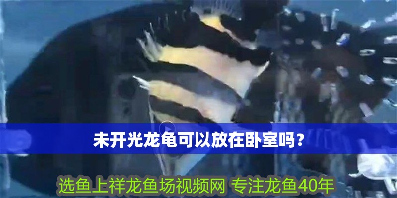 未開光龍龜可以放在臥室嗎？