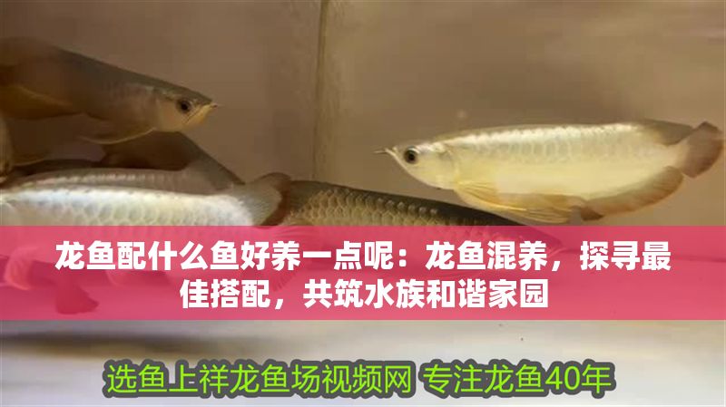 龍魚配什么魚好養一點呢：龍魚混養，探尋最佳搭配，共筑水族和諧家園