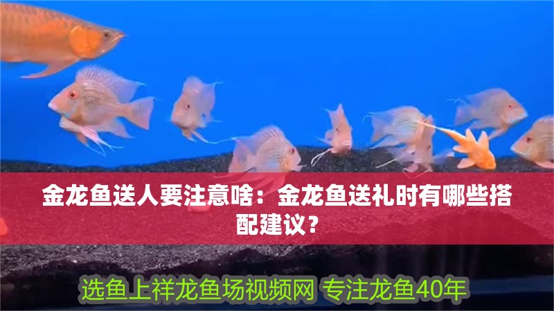 金龍魚送人要注意啥：金龍魚送禮時有哪些搭配建議？