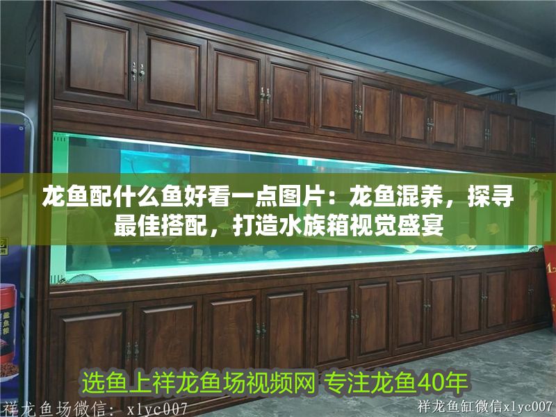 龍魚配什么魚好看一點圖片：龍魚混養，探尋最佳搭配，打造水族箱視覺盛宴