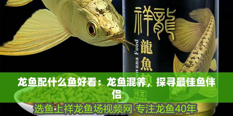 龍魚配什么魚好看：龍魚混養，探尋最佳魚伴侶