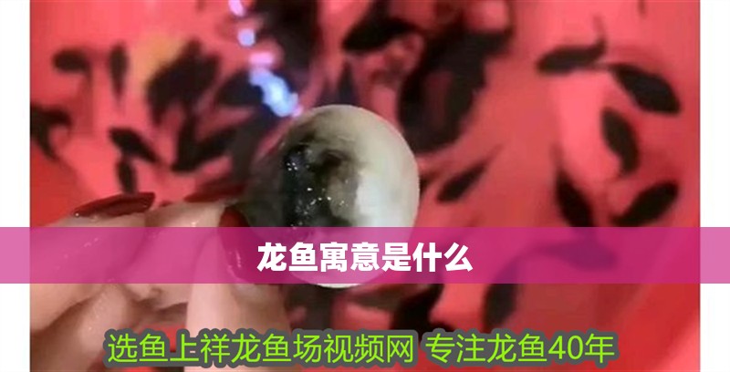 龍魚寓意是什么