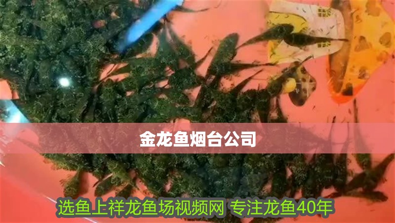 金龍魚煙臺公司