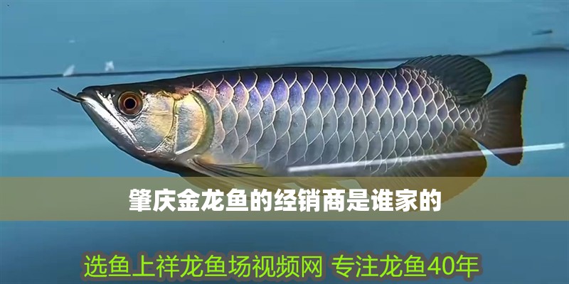 肇慶金龍魚的經銷商是誰家的