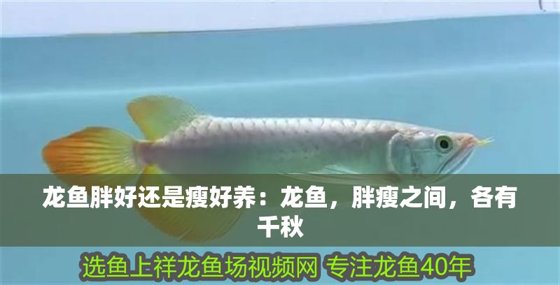龍魚胖好還是瘦好養(yǎng)：龍魚，胖瘦之間，各有千秋