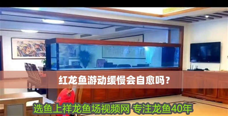 紅龍魚游動緩慢會自愈嗎？ 紅龍魚游動緩慢會自愈嗎？ 龍魚百科