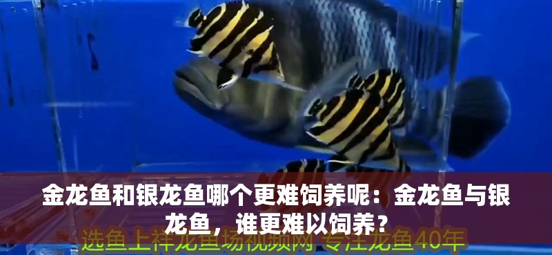 金龍魚和銀龍魚哪個更難飼養呢：金龍魚與銀龍魚，誰更難以飼養？