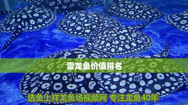 雷龍魚價值排名