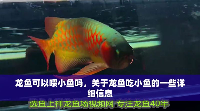 龍魚(yú)可以喂小魚(yú)嗎，關(guān)于龍魚(yú)吃小魚(yú)的一些詳細(xì)信息