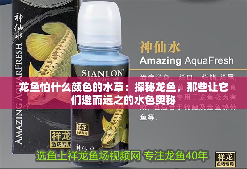 龍魚怕什么顏色的水草：探秘龍魚，那些讓它們避而遠之的水色奧秘