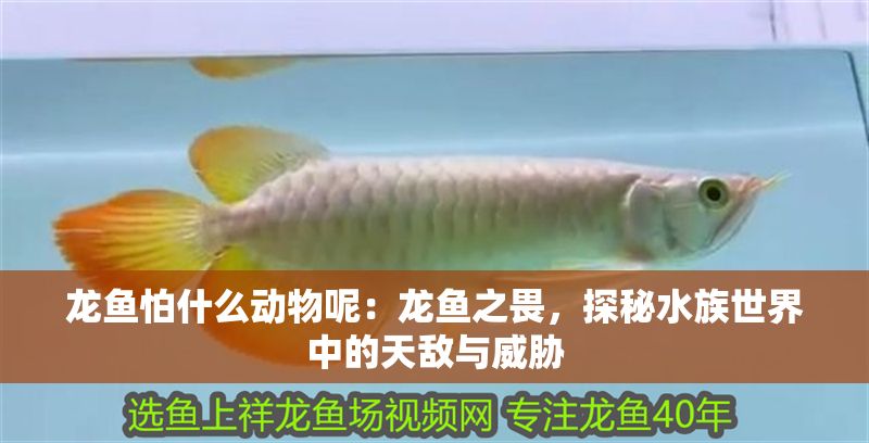 龍魚怕什么動物呢：龍魚之畏，探秘水族世界中的天敵與威脅