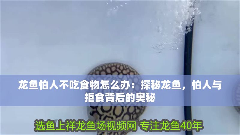 龍魚怕人不吃食物怎么辦：探秘龍魚，怕人與拒食背后的奧秘