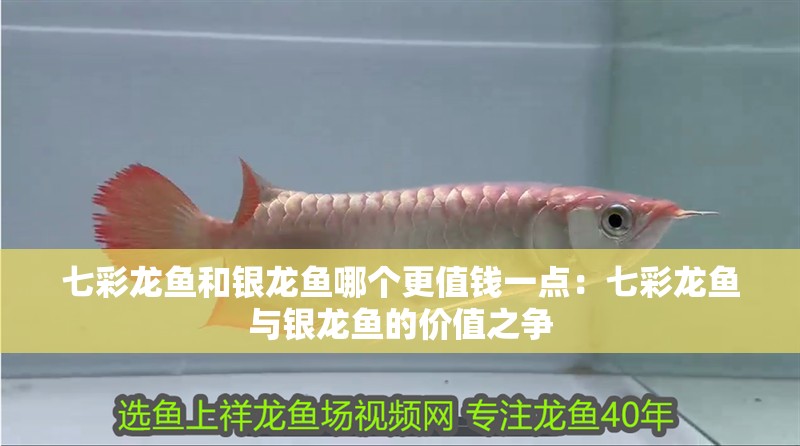 七彩龍魚和銀龍魚哪個(gè)更值錢一點(diǎn)：七彩龍魚與銀龍魚的價(jià)值之爭