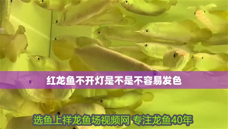 紅龍魚不開燈是不是不容易發(fā)色