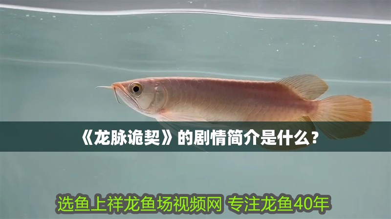 《龍脈詭契》的劇情簡(jiǎn)介是什么？