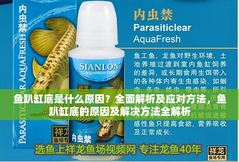 魚趴缸底是什么原因？全面解析及應(yīng)對(duì)方法，魚趴缸底的原因及解決方法全解析